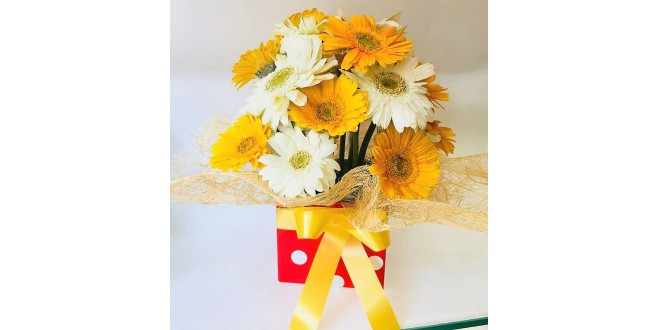 White & Yellow Gerbera Combo with Cute Box