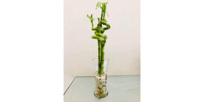 Spiral Arrangement Bamboo