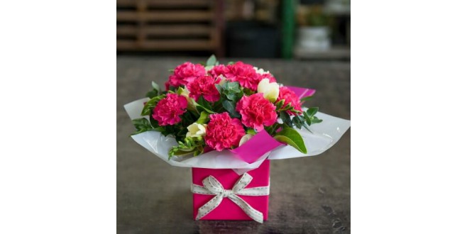 25 Pink Carnation Box Bouquet