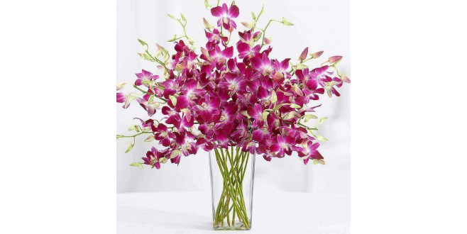 10 Stems of Beautiful Orchids