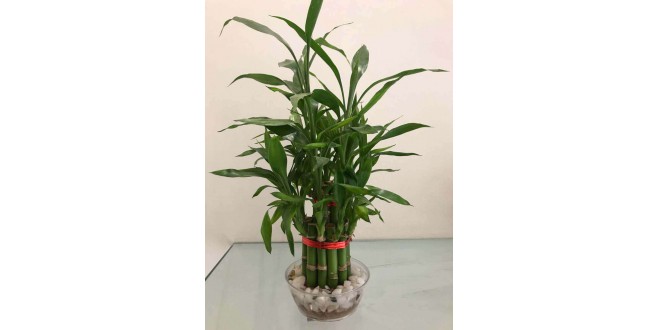 Two Layer Small Bamboo