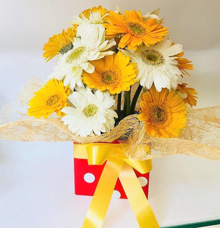 White & Yellow Gerbera Combo with Cute Box