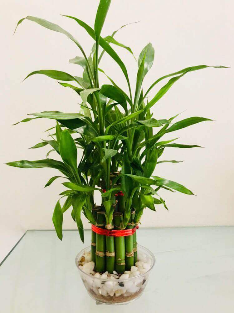 Two Layer Big Bamboo