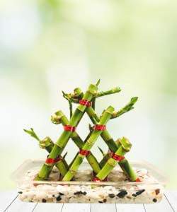 Three Layer Lucky Pyramid Bamboo