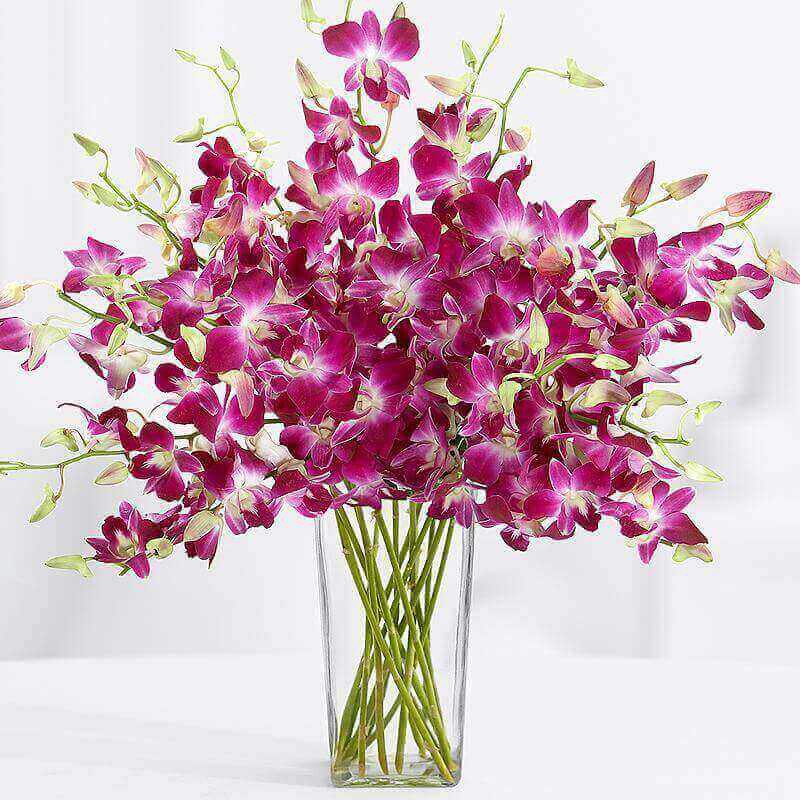 10 Stems of Beautiful Orchids