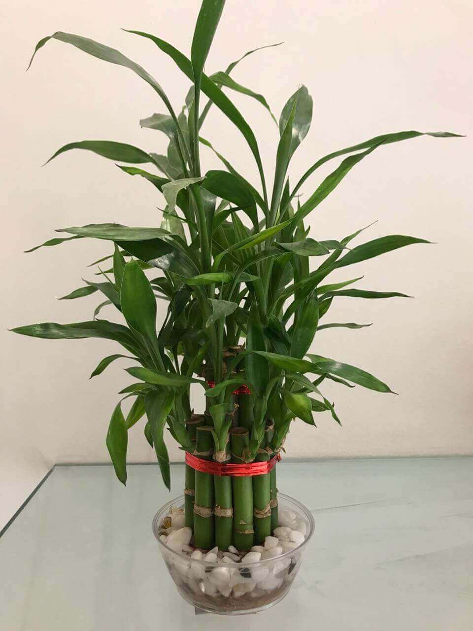 Two Layer Small Bamboo