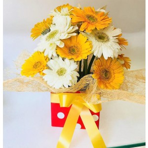 White & Yellow Gerbera Combo with Cute Box