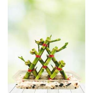 Three Layer Lucky Pyramid Bamboo