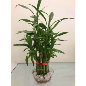 Two Layer Small Bamboo