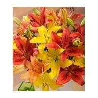 Asiatic Lilies