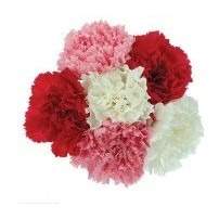 Carnation