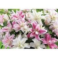 Oriental lilies