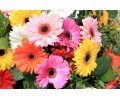 Different Colors of Gerberas Flower and Their Significance