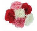 Carnation - The Official Flower of Mother’s Day