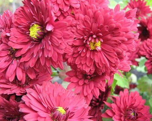 Flowers That Make Navratri Season Auspicious