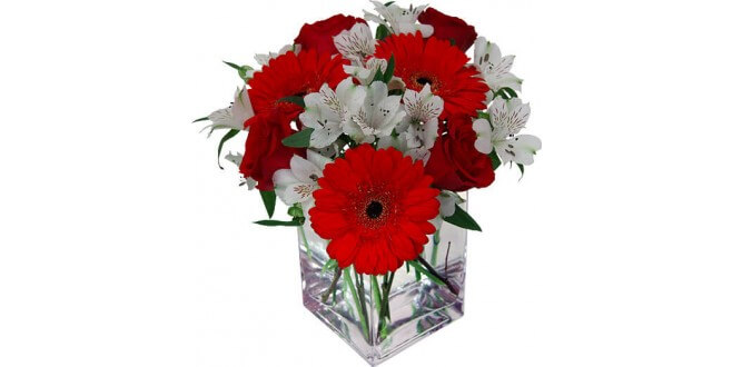 red and white flowers