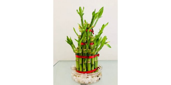 Three layer bamboo