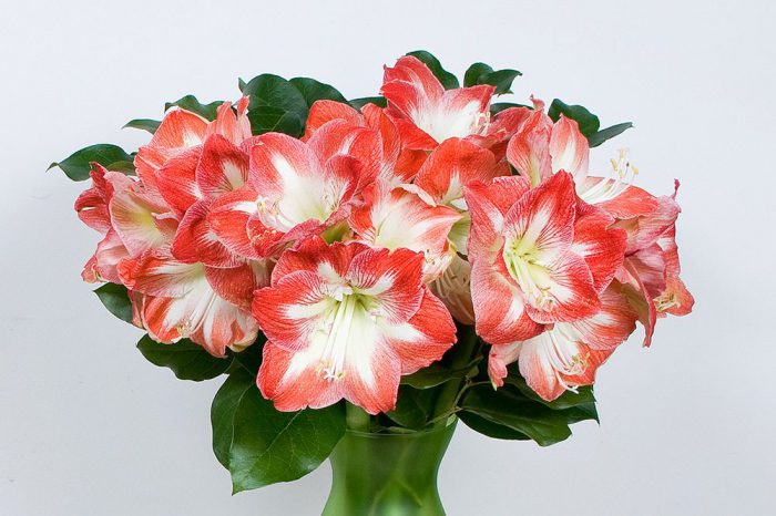 Amaryllis