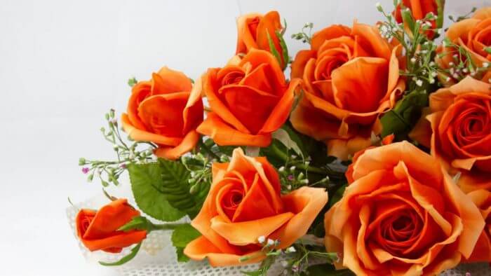 Orange Roses