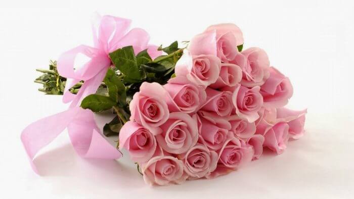 Pink roses