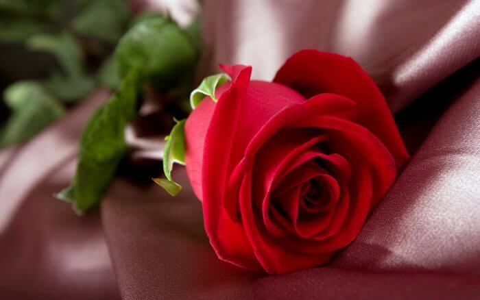 Valentines Red Rose