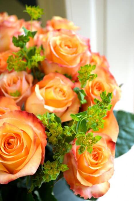 Orange-roses