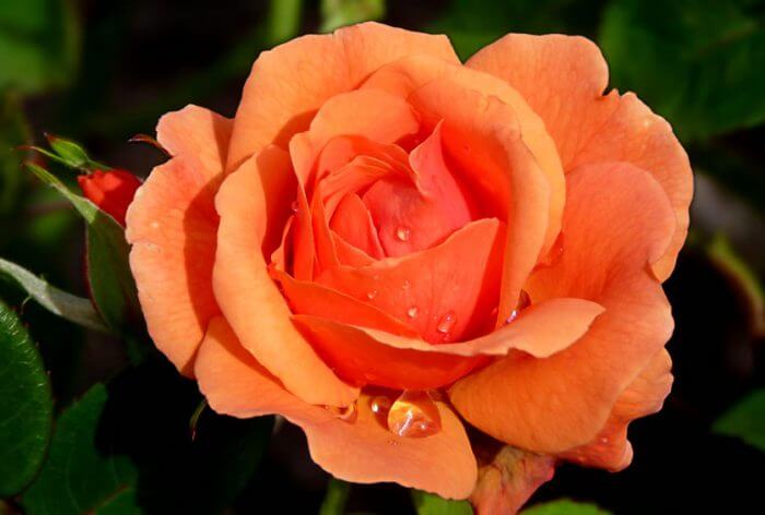 orange rose