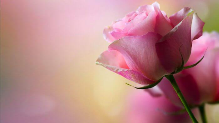 pink rose