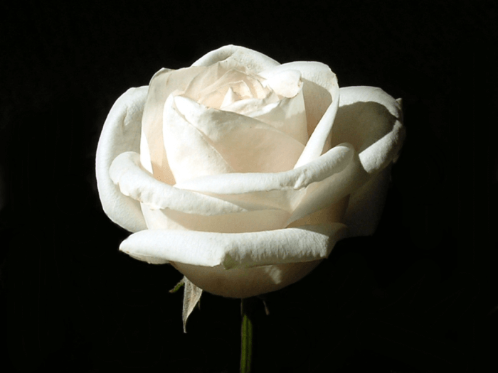 white rose