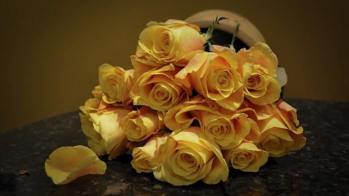 yellow rose