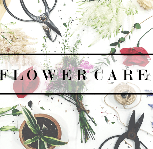 How to Take Care of Flower in summer with These Effortless Tips