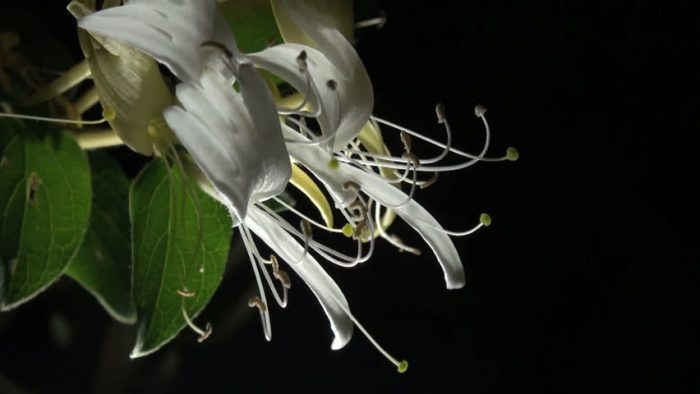 Honeysuckle