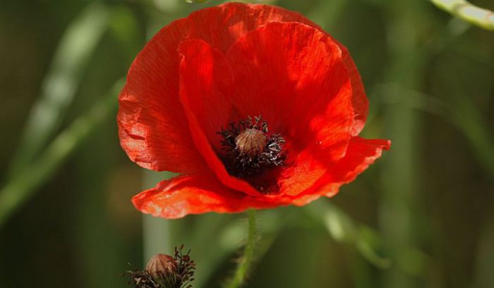 Poppy