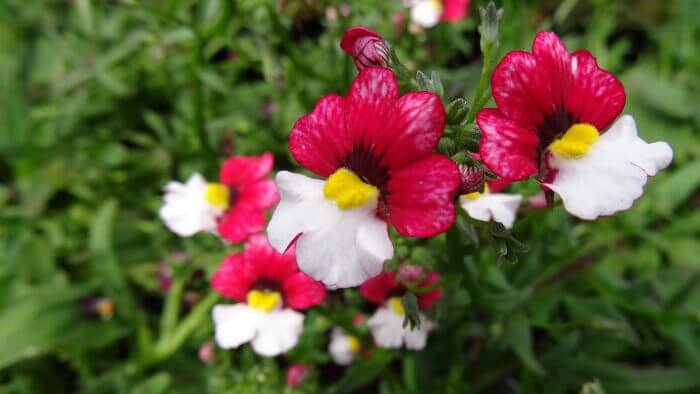 Nemesia