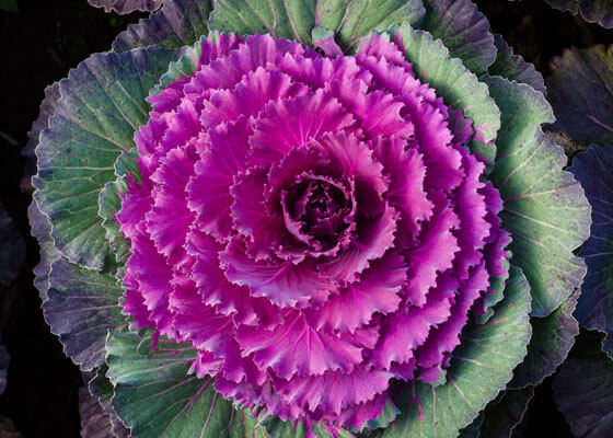 Ornamental kale