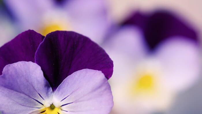Viola