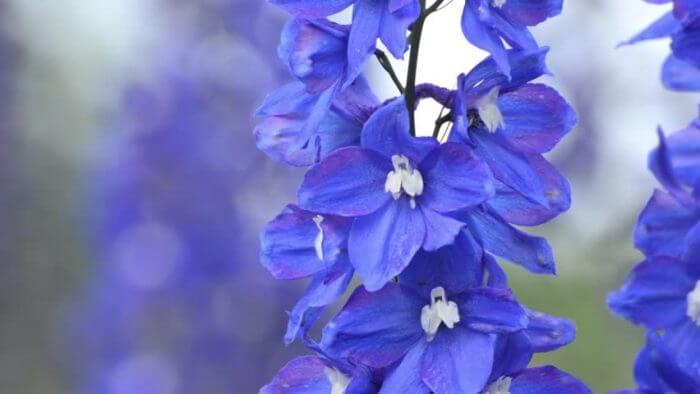 Delphinium