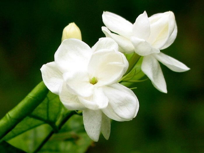 Jasmine