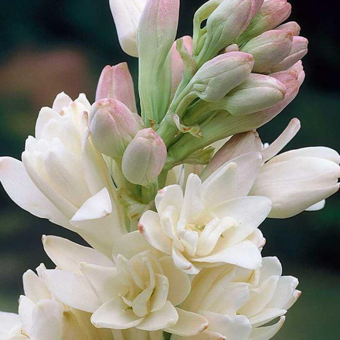 Tuberoses