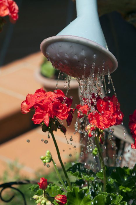 Watering Flowers