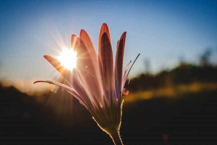 sunlight-shining-between-petals-of-a-flower